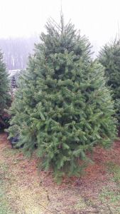 10301446_10152529473431099_7316538677639657716_n