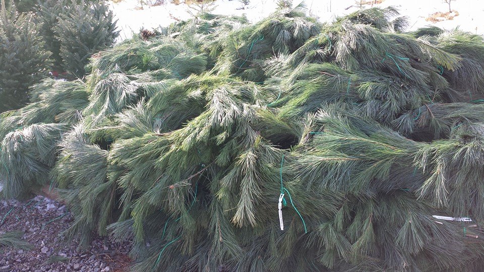 10403210_10152517274031099_8249356633640459184_n