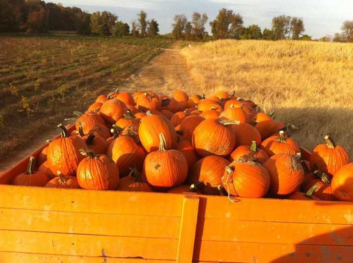 Pumpkin: Not just a fall&nbsp;food!