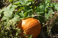 treefarm01-044-S
